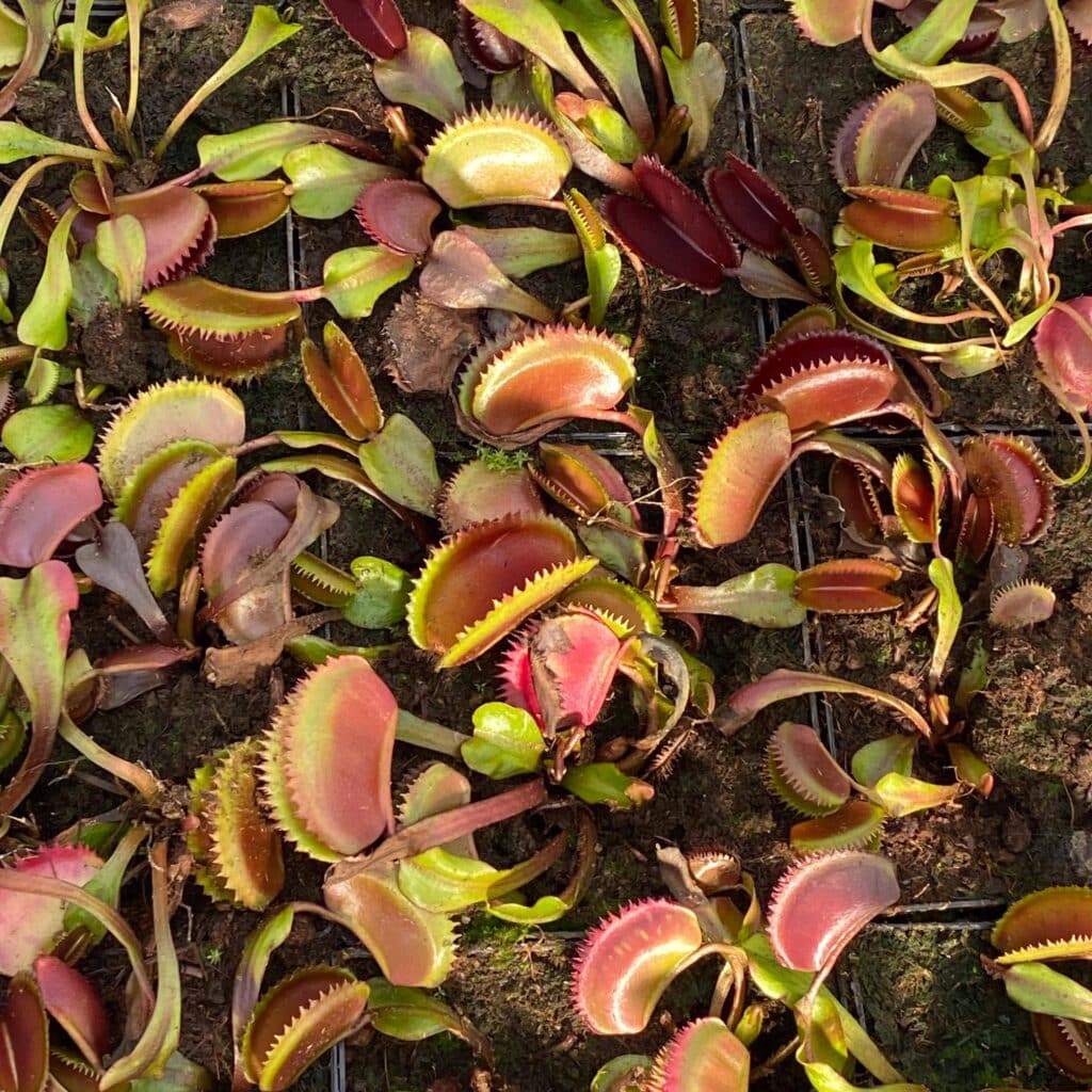 carnivorsandmore – Deine Quelle für seltene Pflanzen Dionaea muscipula ''Trev's Red Dentate''