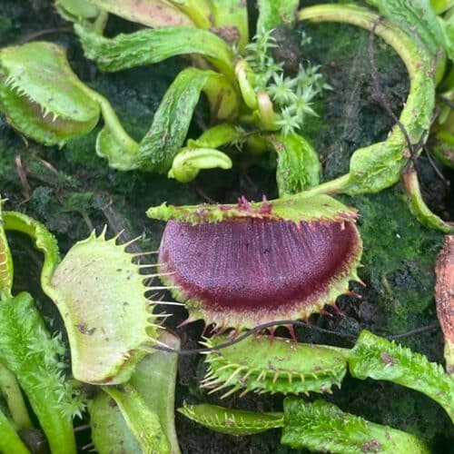 WERpJLSC8ICckpYK1vCL.jpg WERpJLSC8ICckpYK1vCL.jpg