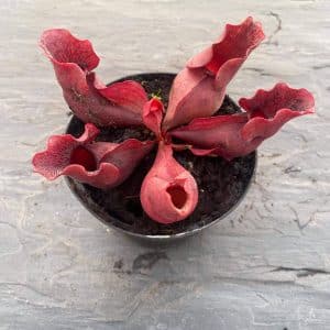 Sarracenia purpurea ssp. venosa "All Red" North of Supply (Green Swamp)