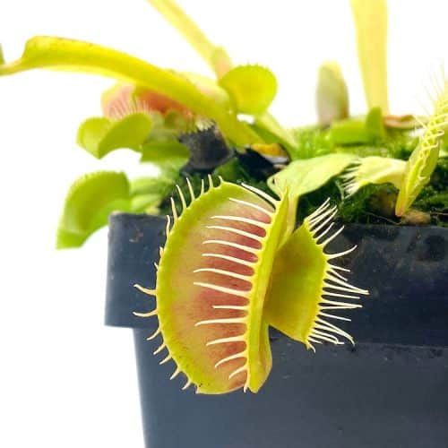 WKpsKYHNhW5Z69fEzeM9-1.jpg WKpsKYHNhW5Z69fEzeM9-1.jpg