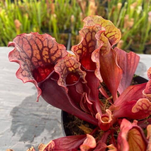 WNfSNyuFRiPXKgUxpxtB.jpg WNfSNyuFRiPXKgUxpxtB.jpg