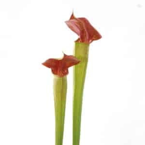Sarracenia alata "Deep Maroon Throat", 40 cm, ex Welham