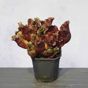 Sarracenia purpurea ssp. venosa, Carteret Co., 10-14 cm