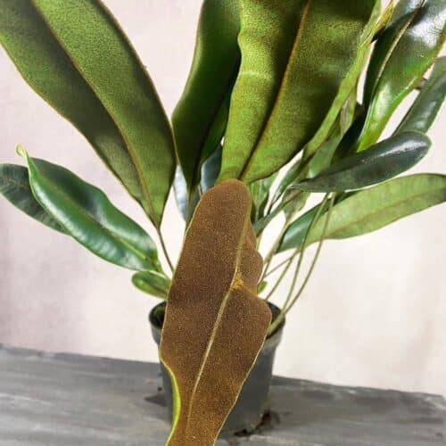 WfHem0iY27fnrIUEmULH.jpg WfHem0iY27fnrIUEmULH.jpg