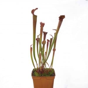 Sarracenia rubra ssp. gulfensis "Wavy Lid Giant Form", iP R 27