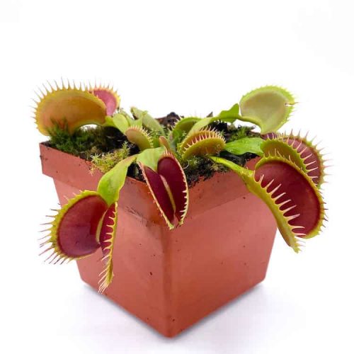 Whe54fa1tMOy5eeLPibg.jpg Whe54fa1tMOy5eeLPibg.jpg