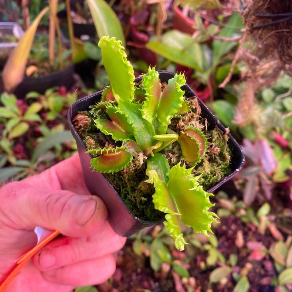 Dionaea muscipula ''Chinese Dumpling''