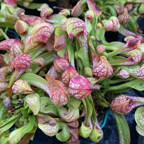 X0OXfkjNaTz3tkw23SCs.jpg X0OXfkjNaTz3tkw23SCs.jpg