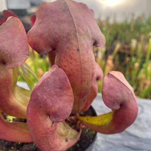 X0fkurf9zx3XWOYHpc9i.jpg X0fkurf9zx3XWOYHpc9i.jpg