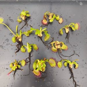 Offer: Dionaea muscipula, 10 plants