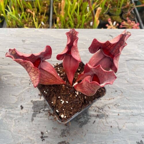 X3peBD2gduvxcSKSGimP.jpg X3peBD2gduvxcSKSGimP.jpg