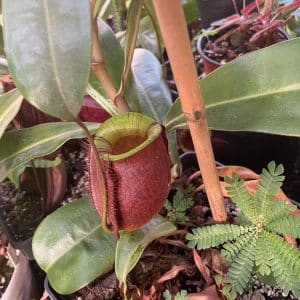 Nepenthes ampullaria all red speckled, green striped peristome, # 18, unrooted cutting, 25-30 cm