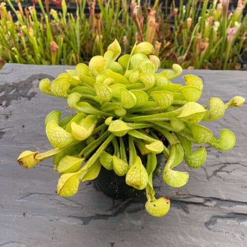 XNugrak1HYkZOtBpD0Um.jpg XNugrak1HYkZOtBpD0Um.jpg