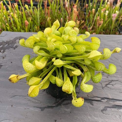 XNugrak1HYkZOtBpD0Um.jpg XNugrak1HYkZOtBpD0Um.jpg