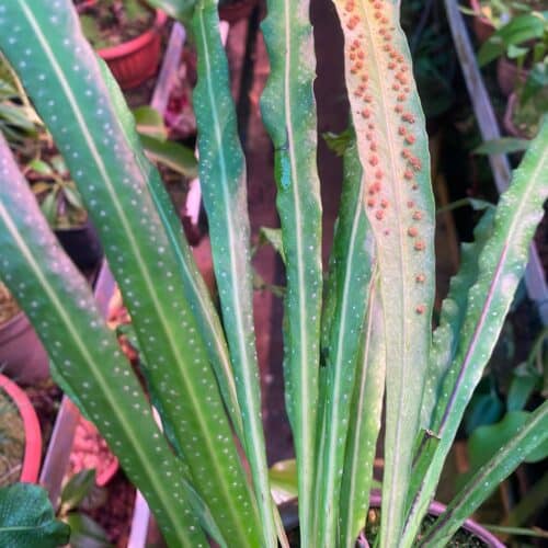 XOGfq5HKvZQx8lsdxPdc.jpg XOGfq5HKvZQx8lsdxPdc.jpg