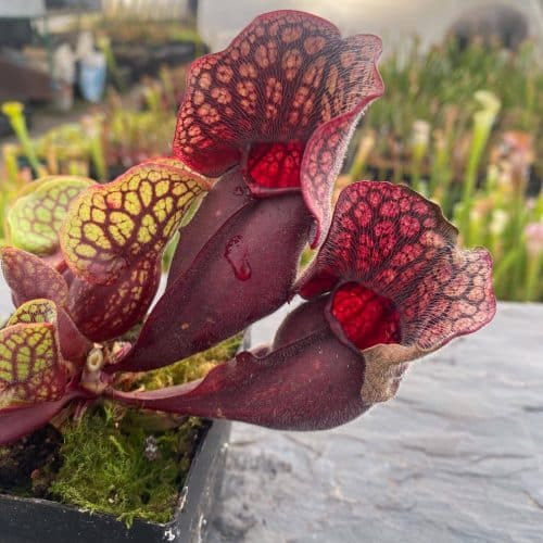 XfXcGqZz9eIJgbv28Pee.jpg XfXcGqZz9eIJgbv28Pee.jpg