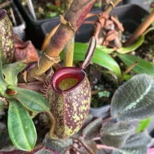 Nepenthes ampullaria, Dark red round pitcher, many green spots, dark red rim # 1, unrooted cutting, 25-30 cm