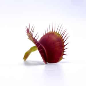 Dionaea muscipula "SL 14"