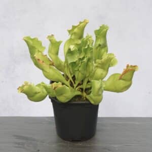 Sarracenia purpurea ssp. venosa var. pallidiflora (antho free ), 12-15 cm