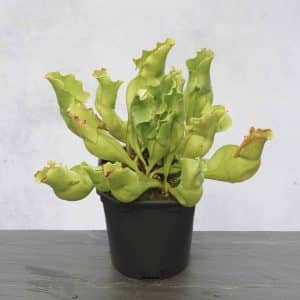 Sarracenia purpurea ssp. venosa var. pallidiflora (antho free ), 12-15 cm