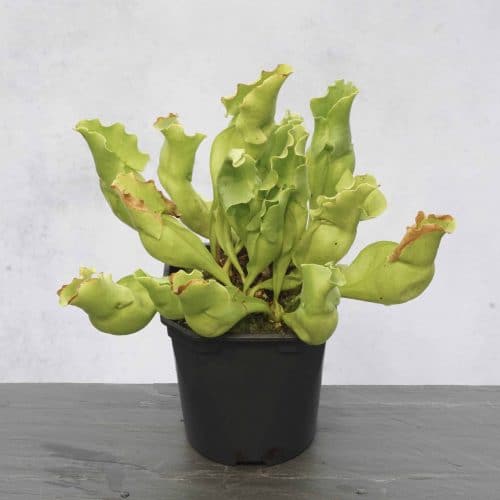 XmXiZnGwuGcIUmQgsdDU.jpg XmXiZnGwuGcIUmQgsdDU.jpg