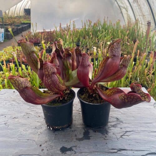 XoVB9gAOGlrRSX8PIkdr.jpg XoVB9gAOGlrRSX8PIkdr.jpg