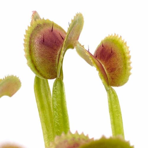 XvFHeEc32wHSeuc9Sy2B.jpg XvFHeEc32wHSeuc9Sy2B.jpg