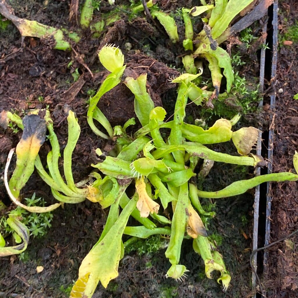 Dionaea muscipula ''Spiderman''ﾠ