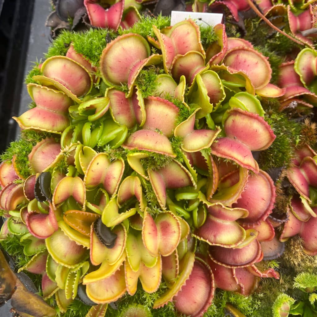 carnivorsandmore – Deine Quelle für seltene Pflanzen Dionaea muscipula ''GJ Giant Cudo''