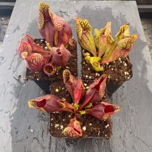 Sarracenia purpurea ssp. venosa "(Yellow Flower x luteola) x montana Tom's Swamp", 12-14 cm