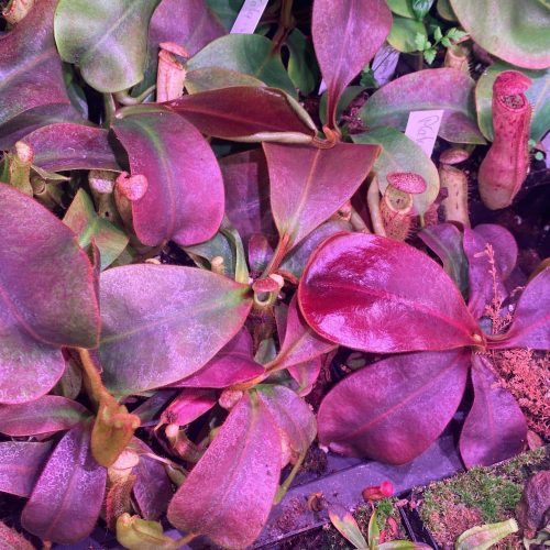 YMYGm3hw9X26UT4T0nlP.jpg YMYGm3hw9X26UT4T0nlP.jpg