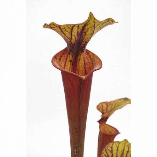 YPFixzz0tHMVu1v0gCdP.jpg YPFixzz0tHMVu1v0gCdP.jpg