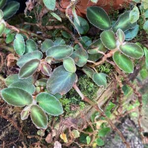 Begonia thelmae