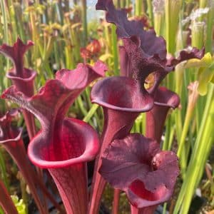 Sarracenia x Fernando, sel. CK