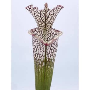 Sarracenia leucophylla "Red/White" A1, own selection