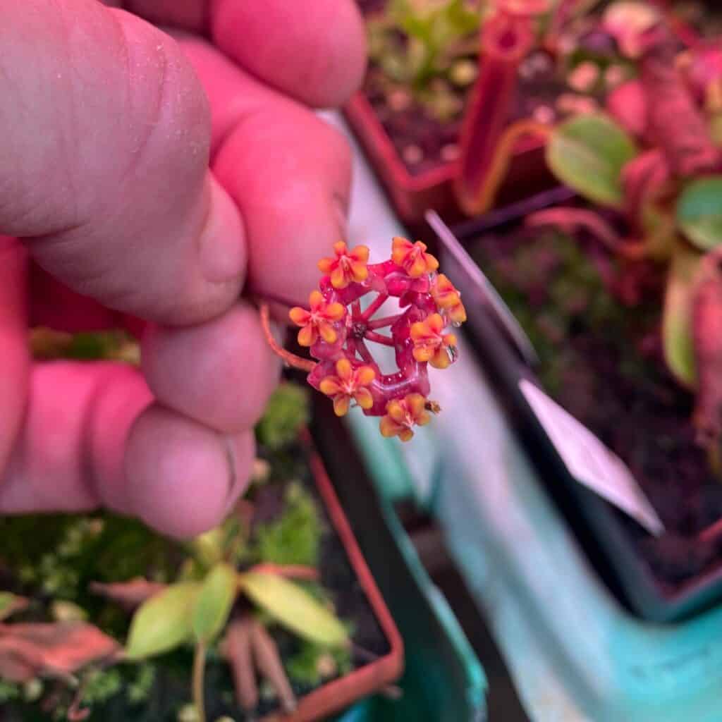 carnivorsandmore – Deine Quelle für seltene Pflanzen Hoya myrmecopa, red form