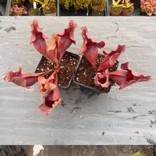 YoWe9ZAKMg5PuTuaURFS.jpg YoWe9ZAKMg5PuTuaURFS.jpg