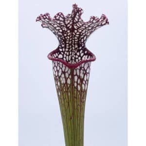Sarracenia leucophylla MK L 19, near Altha FL (Giant form)