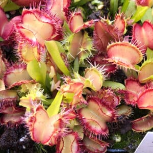 Dionaea muscipula "CK Biohazard 1"ﾠ