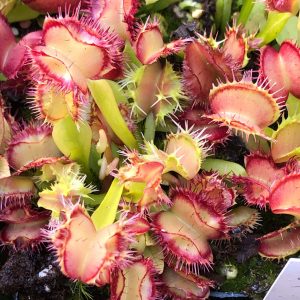 Dionaea muscipula "CK Biohazard 1"ᅠ