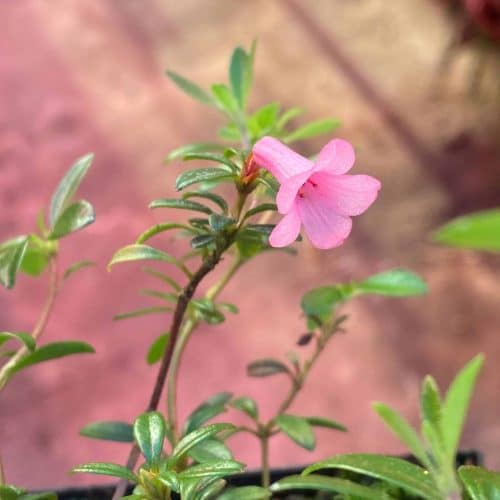 YwlSl4ezd0dnRZsvLMDE.jpg YwlSl4ezd0dnRZsvLMDE.jpg