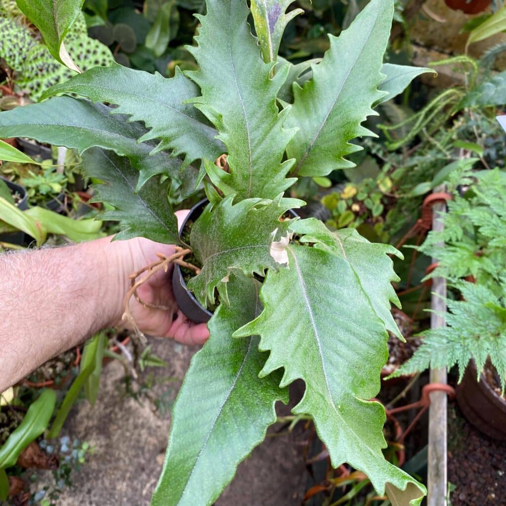Pyrrosia lingua ''Hiryu''