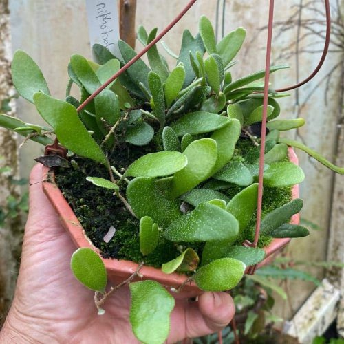 Z2qBWCNC5jTsRWUqtCcq.jpg Z2qBWCNC5jTsRWUqtCcq.jpg