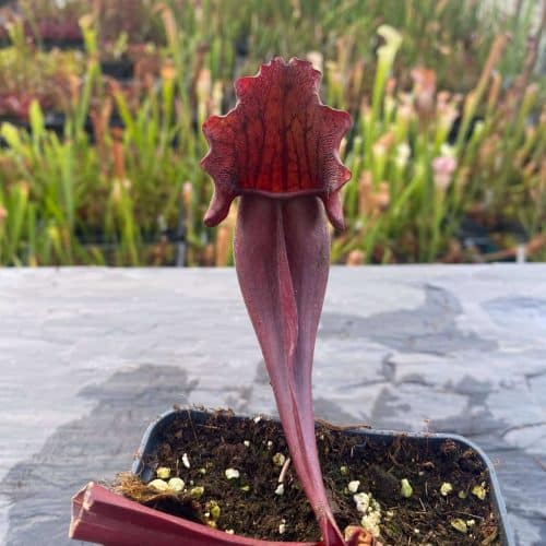 Z3NzJItrMrecgXVPmcED.jpg Z3NzJItrMrecgXVPmcED.jpg