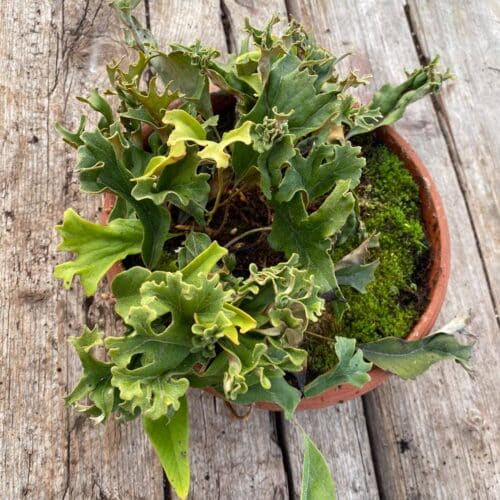 ZB9kqYO1dml1rhaXLcng.jpg ZB9kqYO1dml1rhaXLcng.jpg