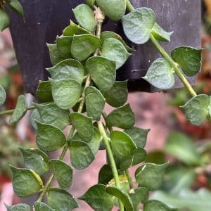 Dischidia ruscifolia