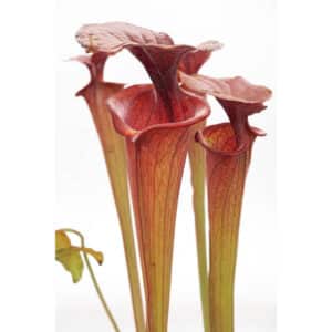 Sarracenia flava var. atropurpurea, MK F 27a, Blackwater State Forest, FL