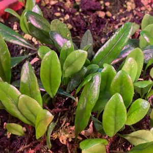 Lemmaphyllum microphyllum var. obovata