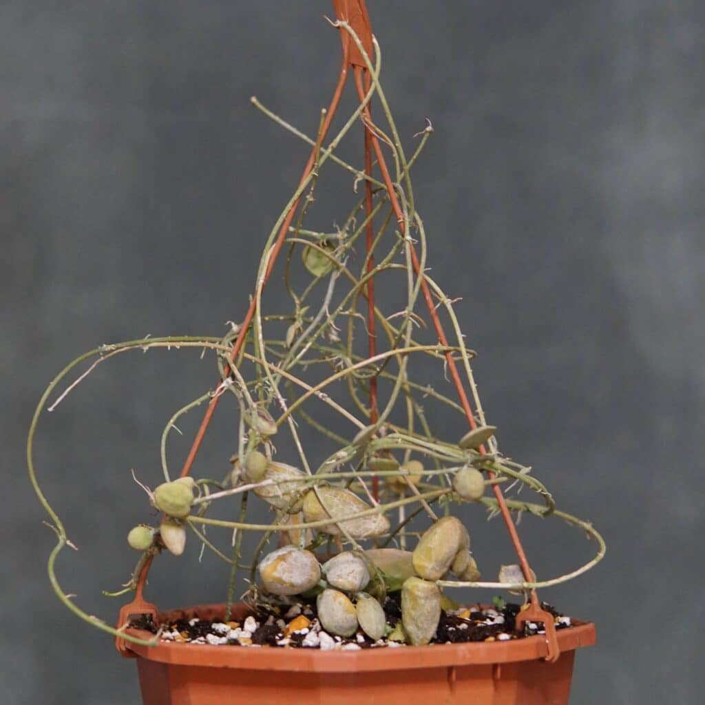 carnivorsandmore – Deine Quelle für seltene Pflanzen Dischidia major spec. Bako