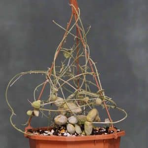 Dischidia major spec. Bako